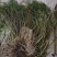 竹叶石斛大量现货现货现发欢迎电话联系下单就发全国