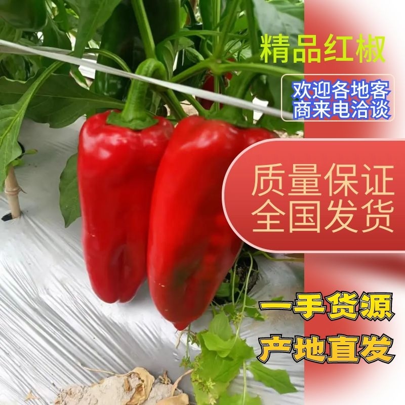 【热卖】芜湖红椒，万亩辣椒基地大量上市，欢迎老板前来选购