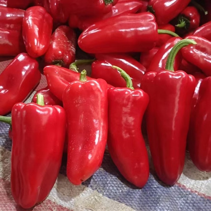 【热卖】芜湖红椒，万亩辣椒基地大量上市，欢迎老板前来选购