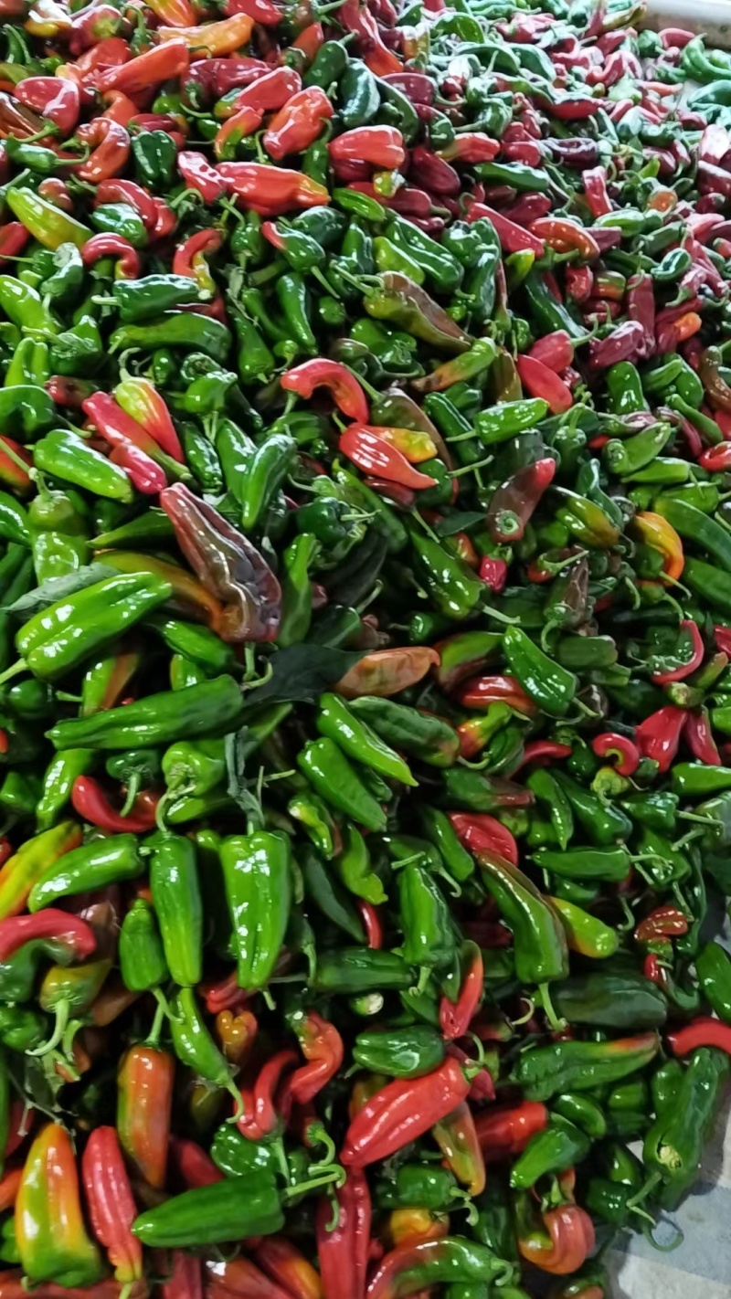 彩椒花辣椒，杂椒，大量上市万亩基地货源充足