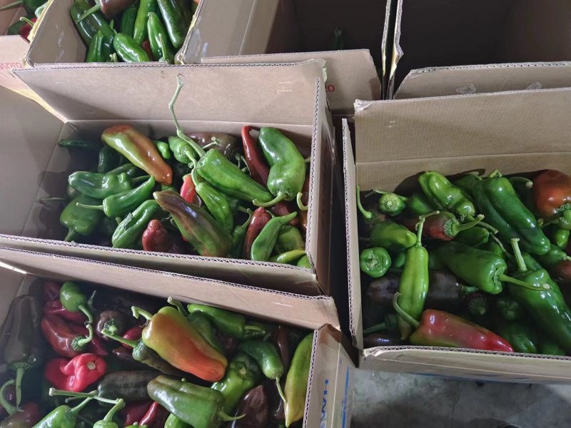 彩椒花辣椒，杂椒，大量上市万亩基地货源充足