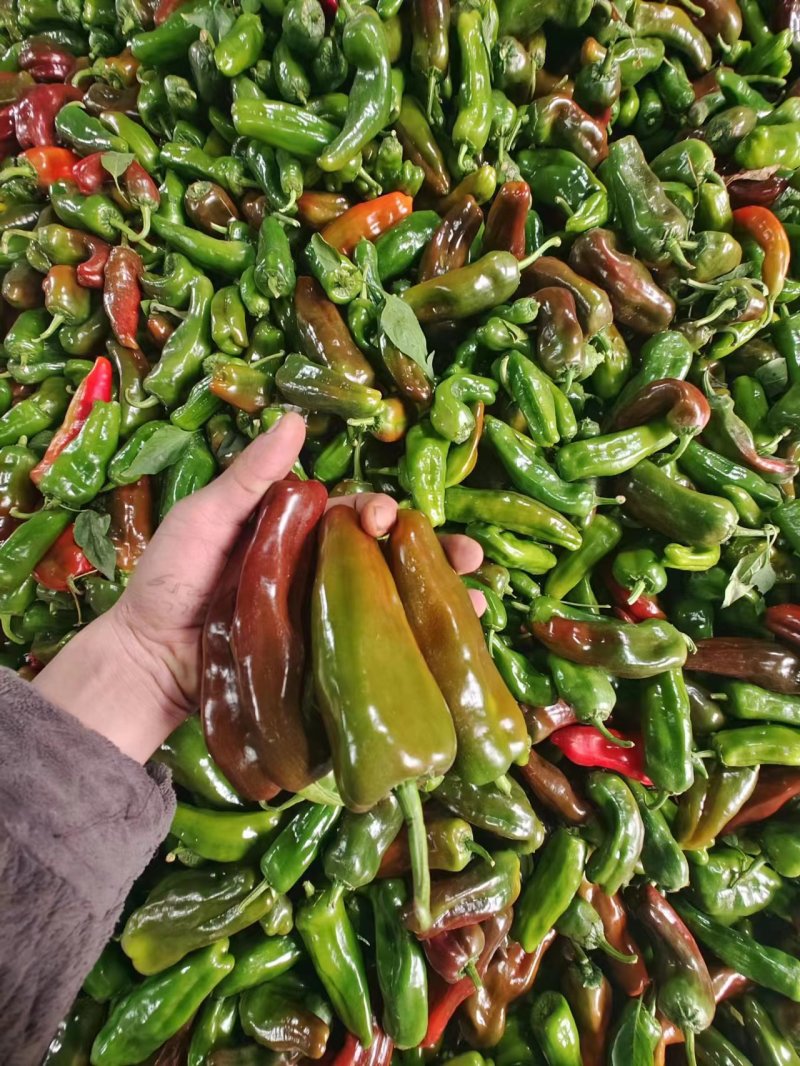 彩椒花辣椒，杂椒，大量上市万亩基地货源充足