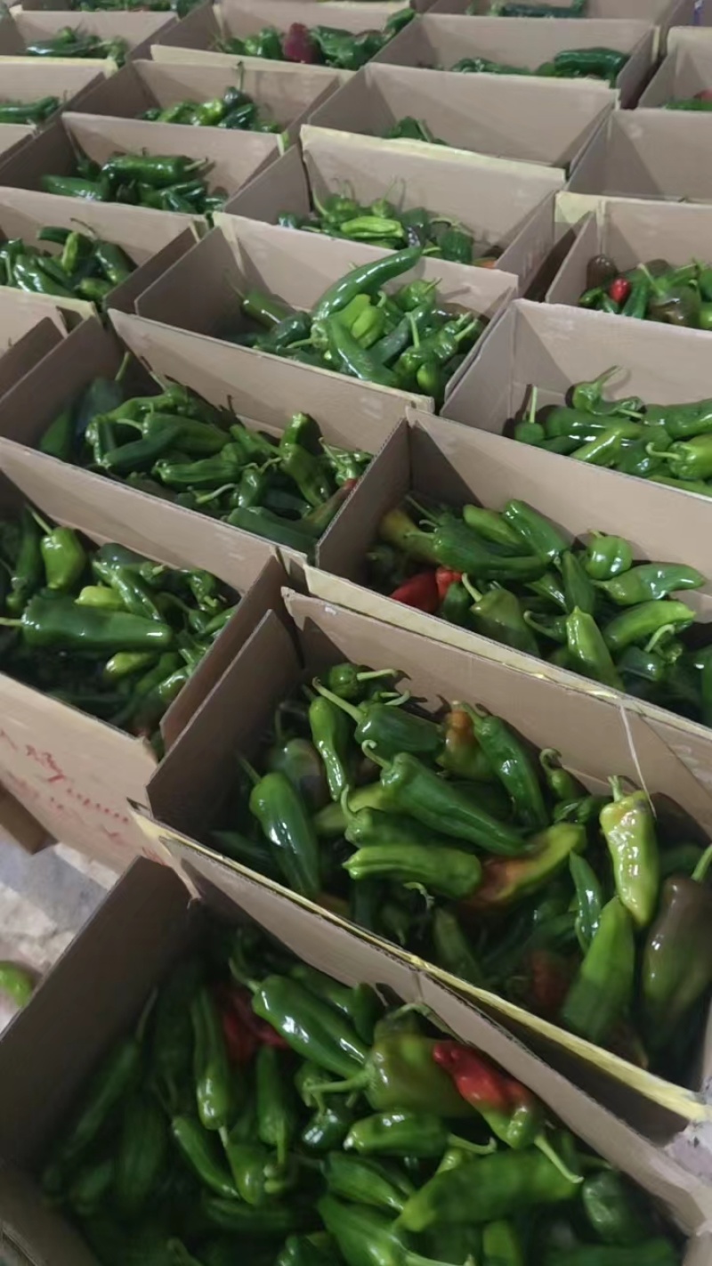 彩椒花辣椒，杂椒，大量上市万亩基地货源充足