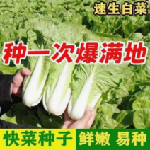奶油快菜种子20天成熟四季速生耐热耐高温小白菜种子蔬菜种