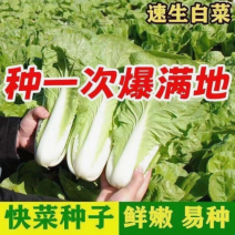 奶油快菜种子20天成熟四季速生耐热耐高温小白菜种子蔬菜种