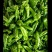 彩椒花辣椒，杂椒，大量上市万亩基地货源充足
