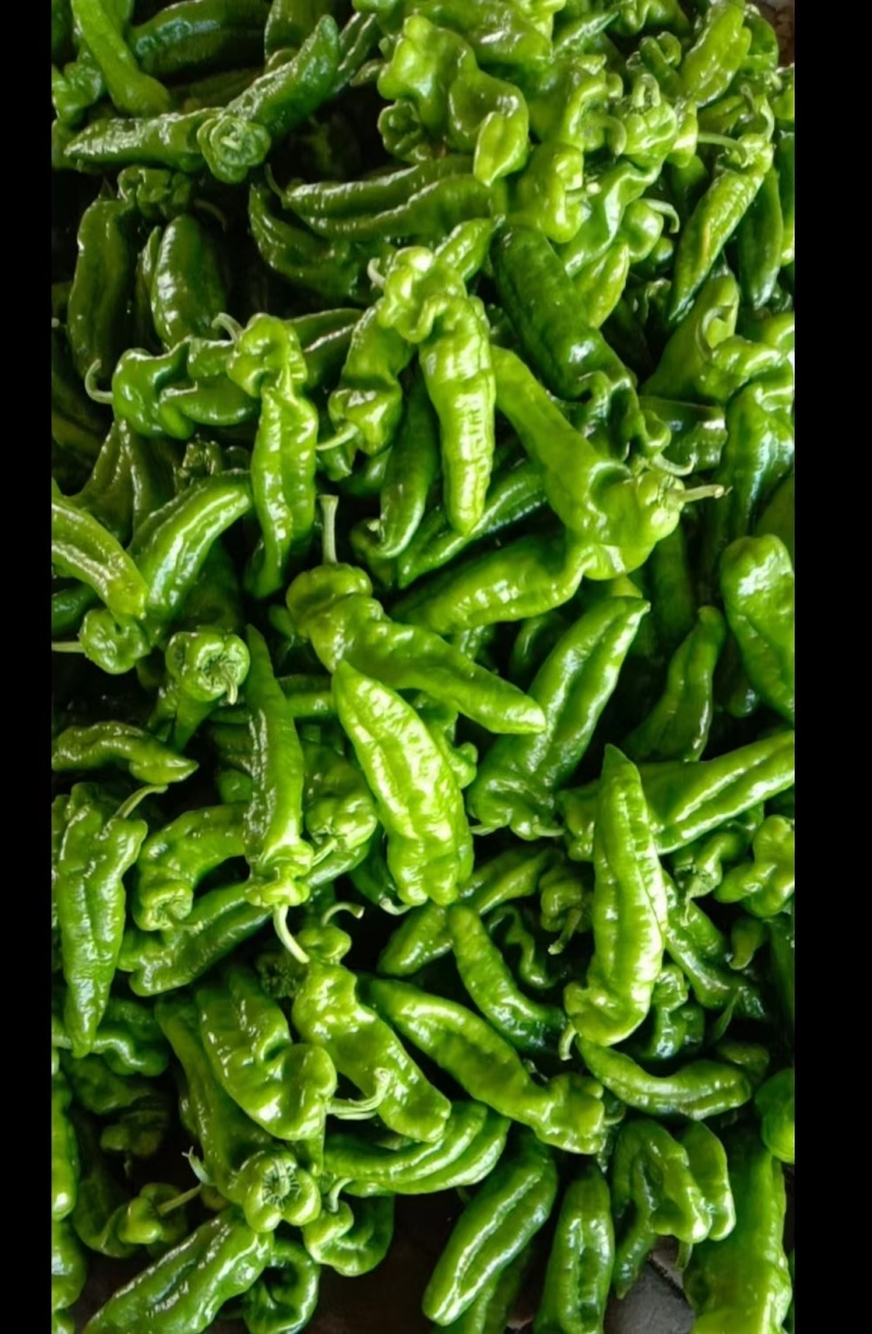 彩椒花辣椒，杂椒，大量上市万亩基地货源充足