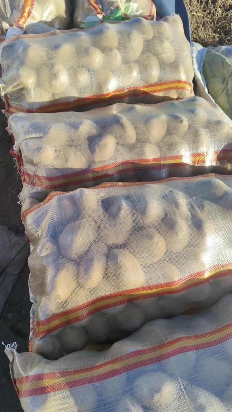 新疆巴里坤精品马铃薯兴佳2号品质保证产地直发可视频看货！
