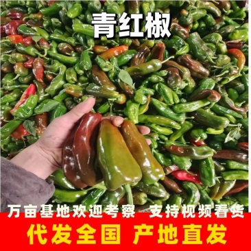 彩椒花辣椒，杂椒，大量上市万亩基地货源充足