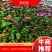 彩椒花辣椒，杂椒，大量上市万亩基地货源充足