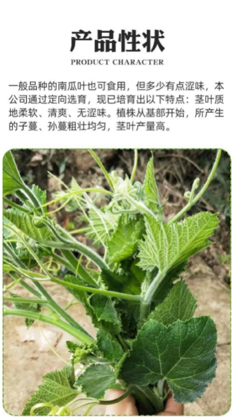 南瓜尖种籽南瓜苗种子家庭园艺阳台吃藤茎嫩叶四季秋季播蔬菜