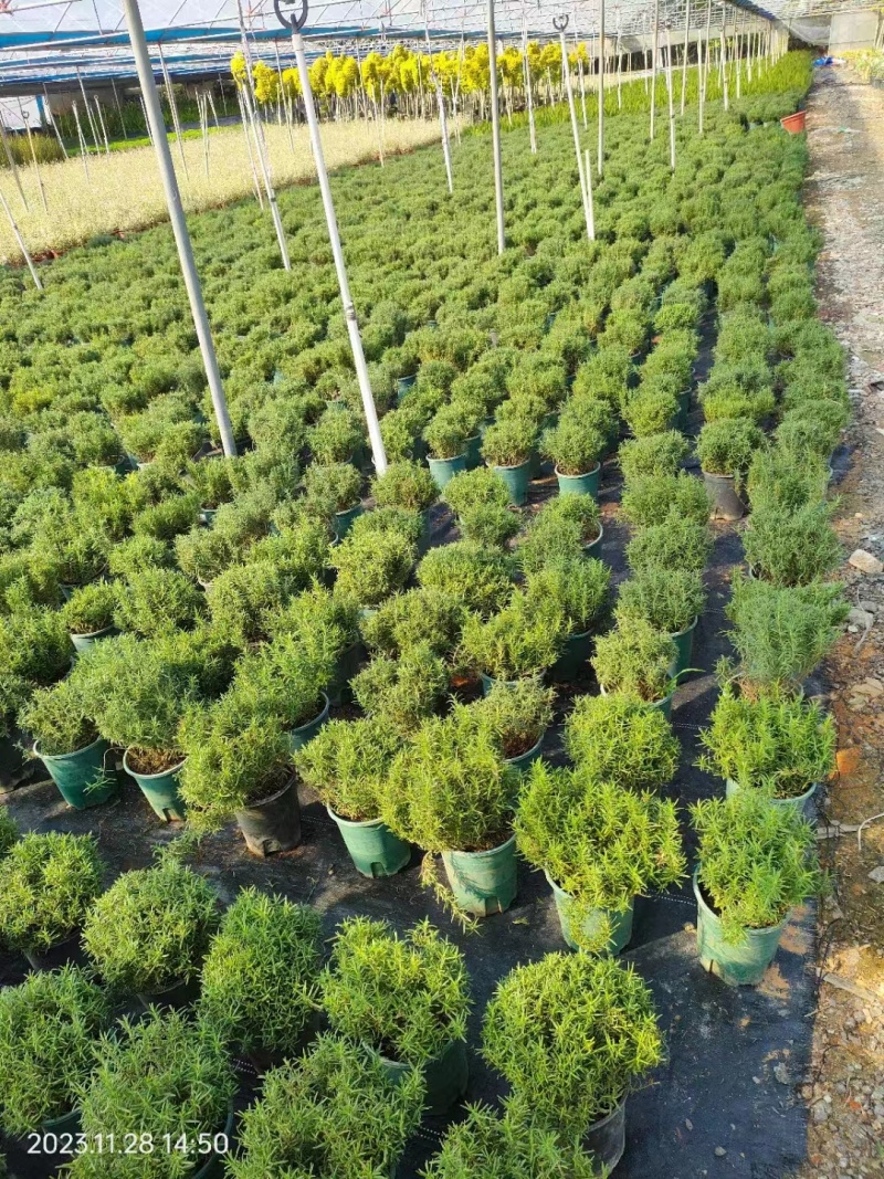 迷迭香，提供技术保质保量，精品一手货源视频看产品