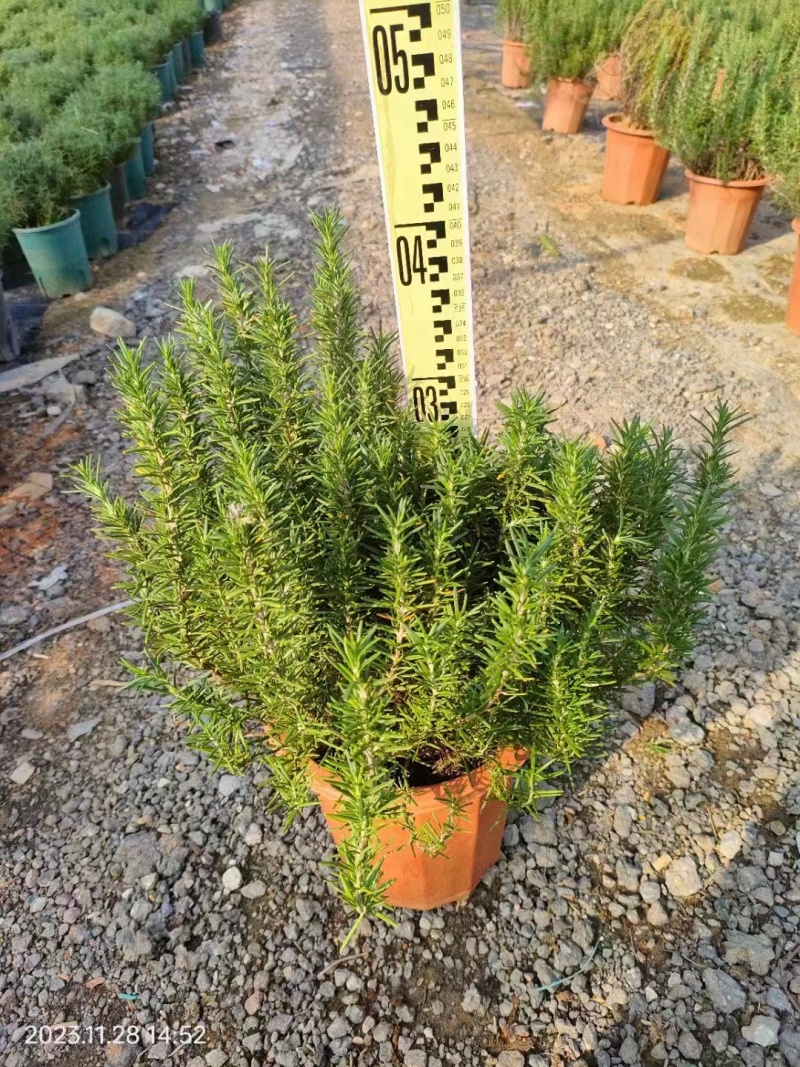 迷迭香，提供技术保质保量，精品一手货源视频看产品