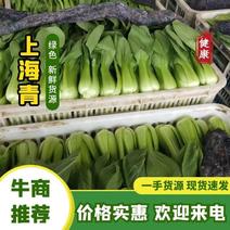 (推荐)山东上海青油菜，种植面积广，常年供货，冷库预冷。