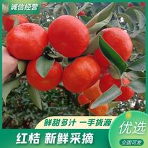 【热卖红桔】古红橘万亩果园重庆产地直发欢迎来电咨询