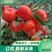 【热卖红桔】古红橘万亩果园重庆产地直发欢迎来电咨询