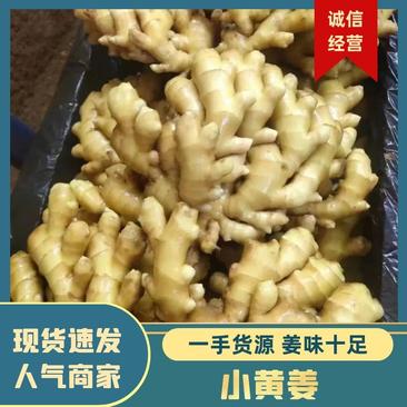 山东【精品小黄姜】种植基地直发水洗风干量大从优