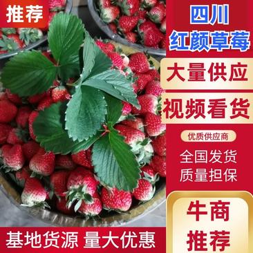 【推荐】红颜草莓园中大果小果诚心寻找水果商家可长期合作
