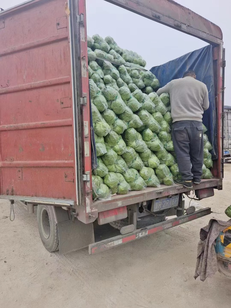 精品京丰甘蓝1号，产地直发，保质保量，欢迎老板前来选购