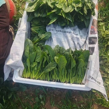 精品小叶菠菜，产地直发，保质保量，欢迎老板前来选购