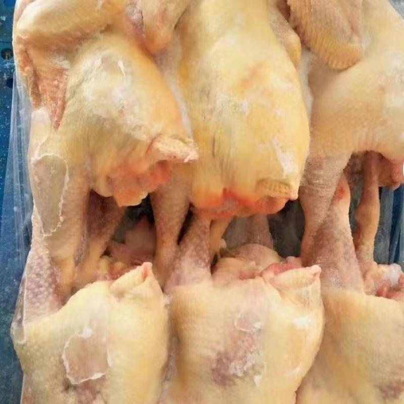 新鲜冷冻鸡肉老母鸡，煲汤食材，山东基地养殖一手货源规格多样