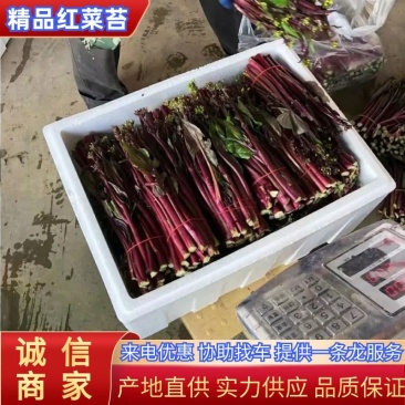 精品红菜苔原产地发货一手货源批发品质保证价格美丽欢迎合作
