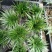 金钱菖蒲苗造型盆景黄金姬虎须菖蒲植物办公室水培
