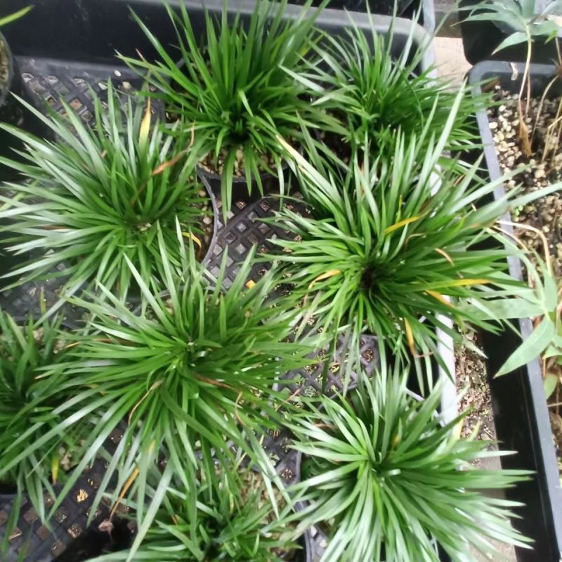 金钱菖蒲苗造型盆景黄金姬虎须菖蒲植物办公室水培