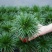 金钱菖蒲苗造型盆景黄金姬虎须菖蒲植物办公室水培