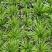 金钱菖蒲苗造型盆景黄金姬虎须菖蒲植物办公室水培