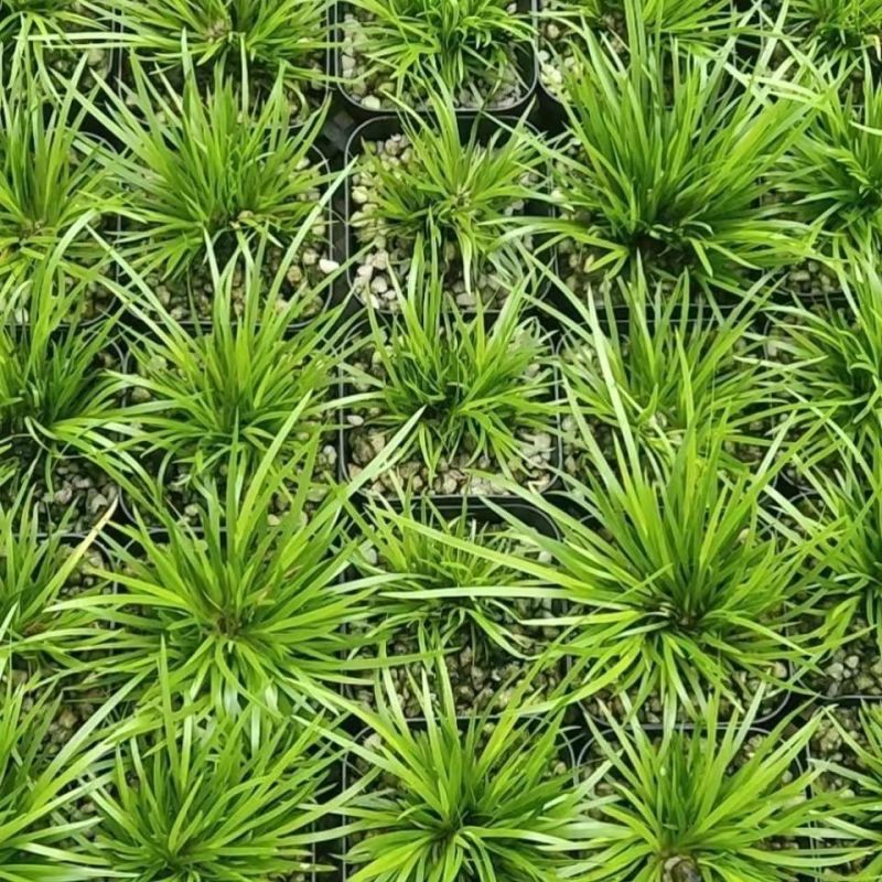 金钱菖蒲苗造型盆景黄金姬虎须菖蒲植物办公室水培