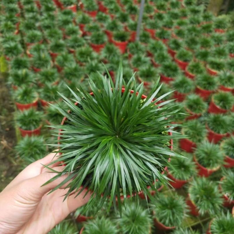 金钱菖蒲苗造型盆景黄金姬虎须菖蒲植物办公室水培