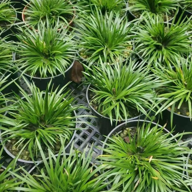 金钱菖蒲苗造型盆景黄金姬虎须菖蒲植物办公室水培