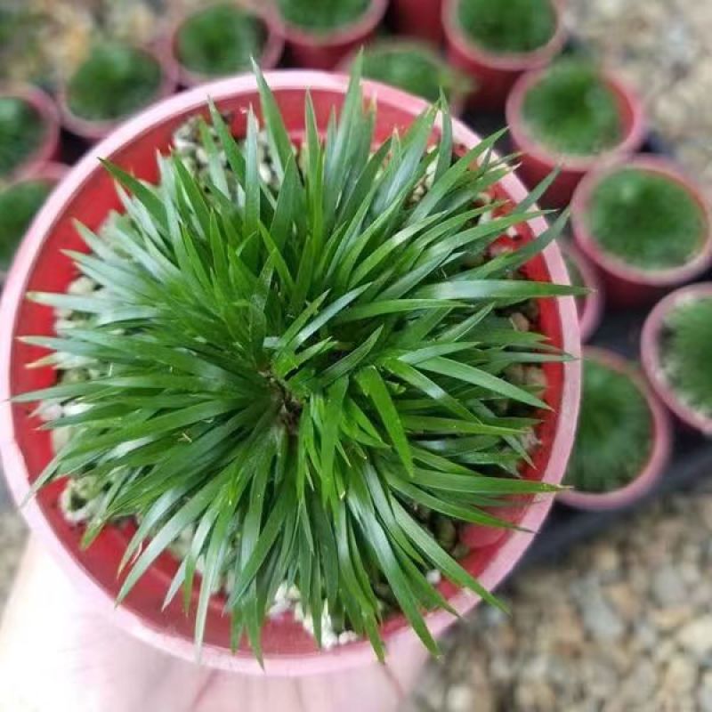 金钱菖蒲苗造型盆景黄金姬虎须菖蒲植物办公室水培
