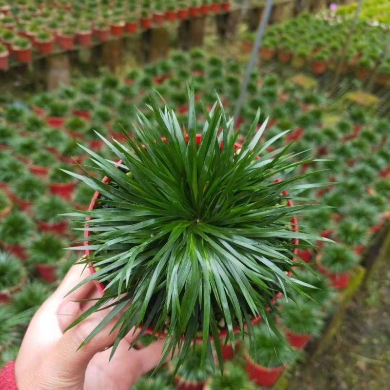 金钱菖蒲苗造型盆景黄金姬虎须菖蒲植物办公室水培
