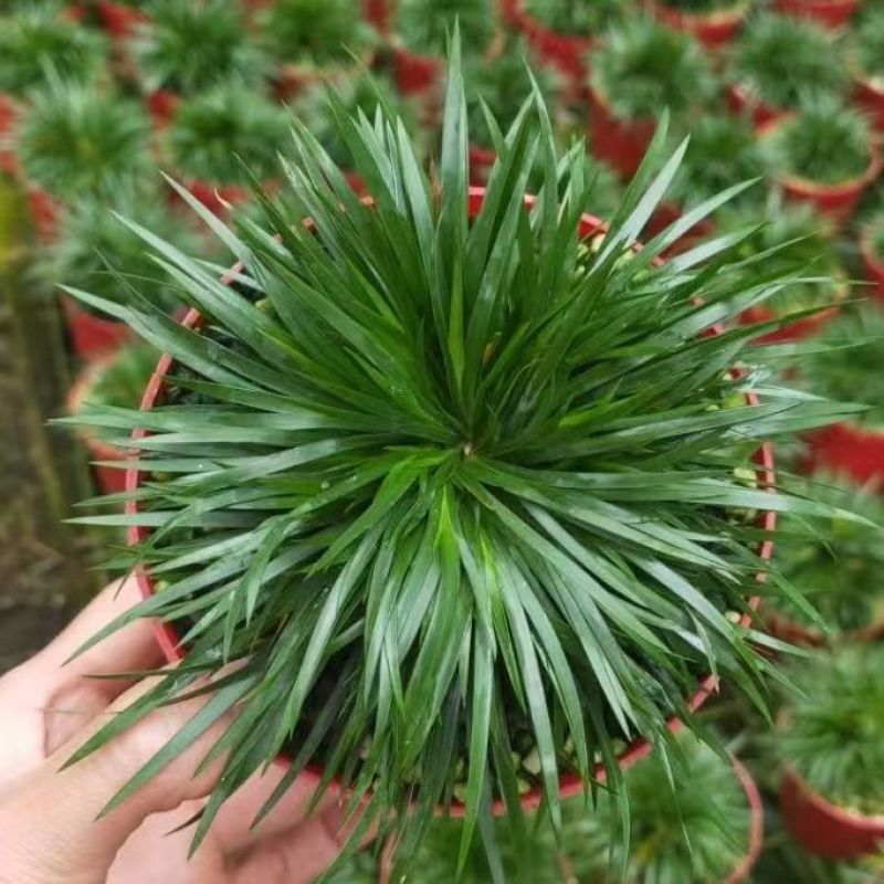 金钱菖蒲苗造型盆景黄金姬虎须菖蒲植物办公室水培