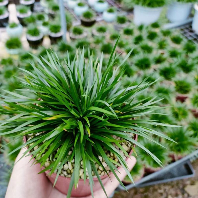 金钱菖蒲苗造型盆景黄金姬虎须菖蒲植物办公室水培
