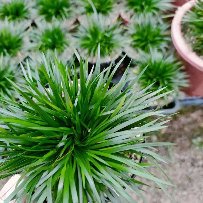 金钱菖蒲苗造型盆景黄金姬虎须菖蒲植物办公室水培