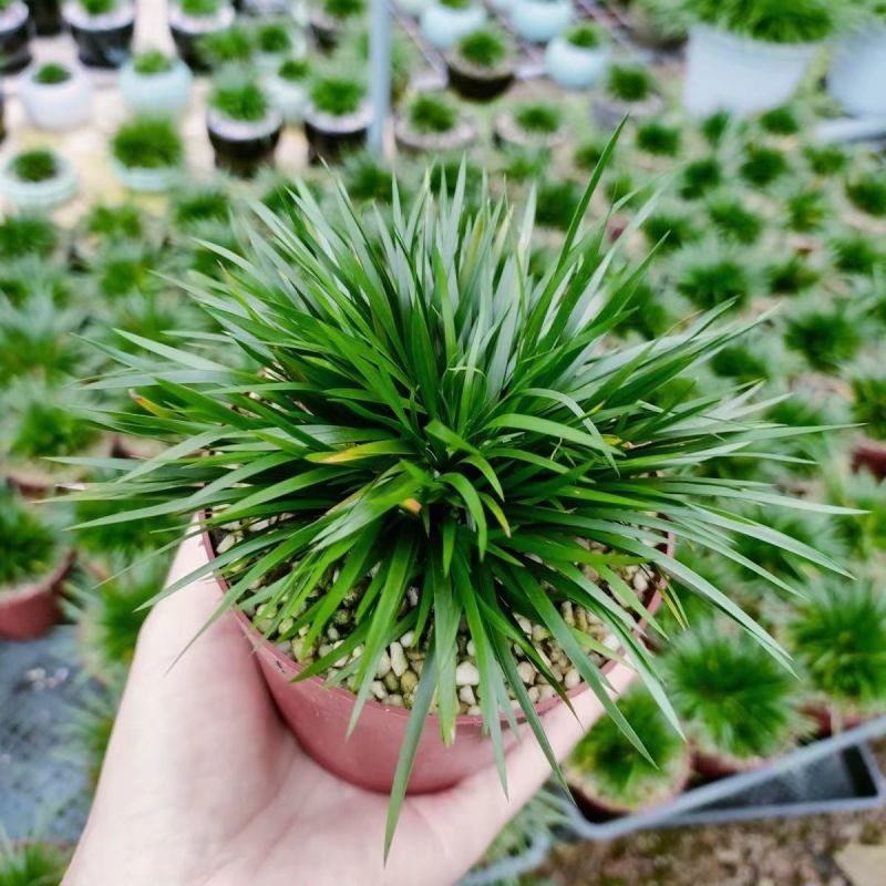 金钱菖蒲苗造型盆景黄金姬虎须菖蒲植物办公室水培