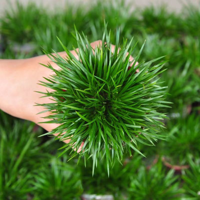 金钱菖蒲苗造型盆景黄金姬虎须菖蒲植物办公室水培