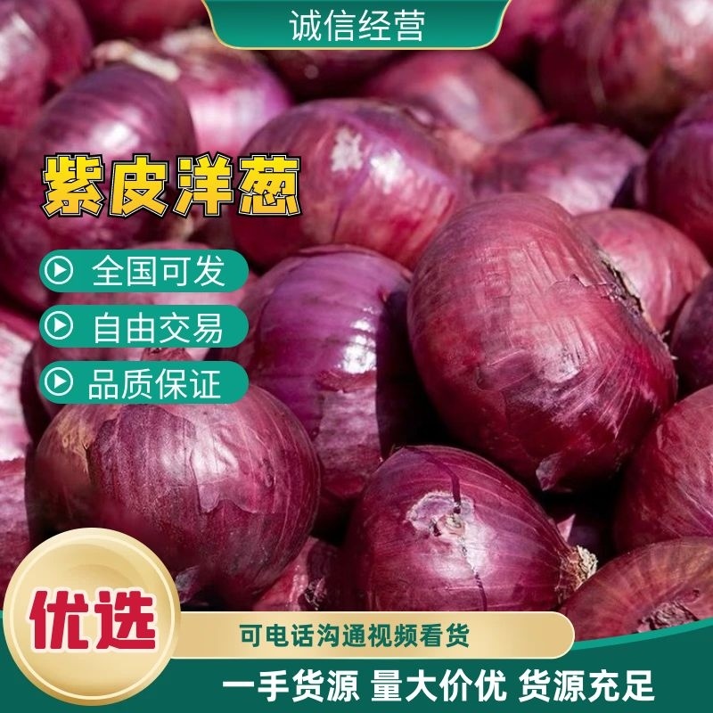 【精品紫皮洋葱】基地直供全国发货诚信经营货源充足