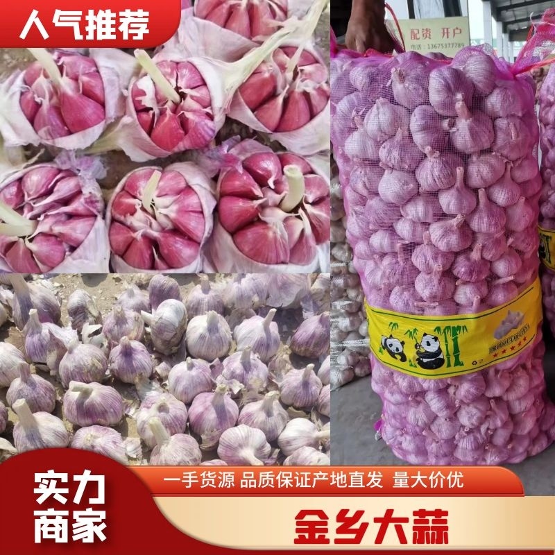 精品金乡大蒜基地直供电商超市，诚信经营优质大蒜
