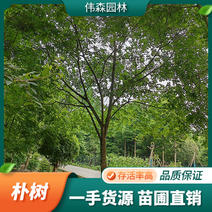 伟森园林基地直供20公分高杆朴树冠幅优美常绿乔木