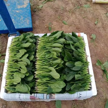 精品小叶菠菜，产地直发，保质保量，欢迎老板选购