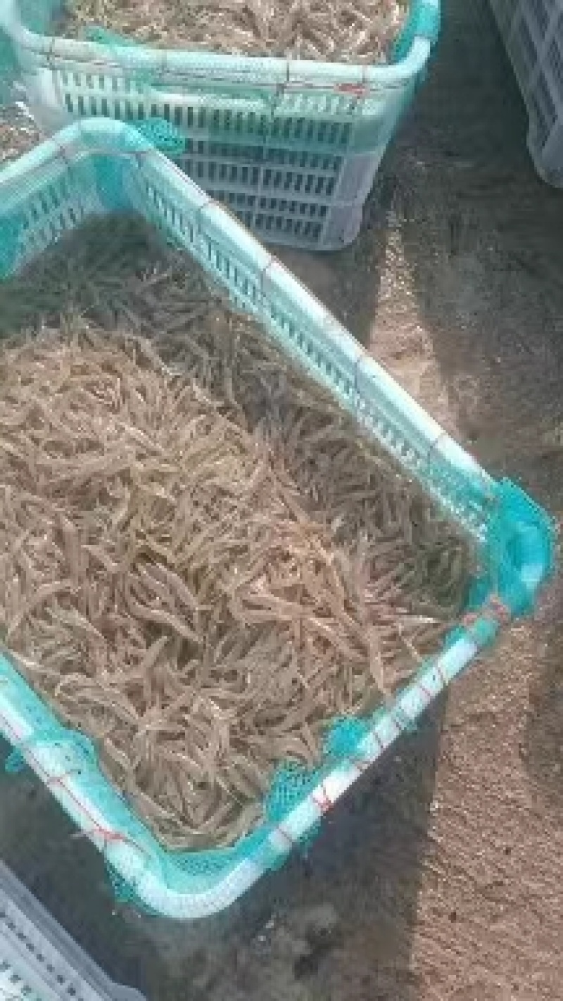 【推荐】烟台鲜活小白虾河虾，港口鲜货，品质保证，欢迎选购