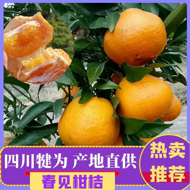 【推荐】四川春见柑桔耙耙柑大量供应专业代办产地直发诚信经营