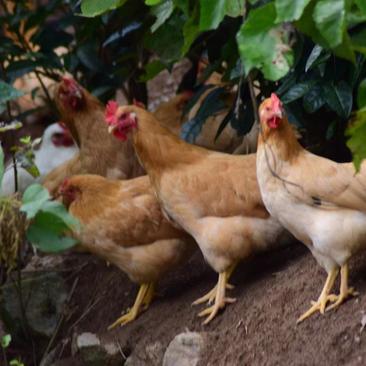 【土鸡】农家养殖土鸡质量保证肉质紧实量大优惠欢迎订购