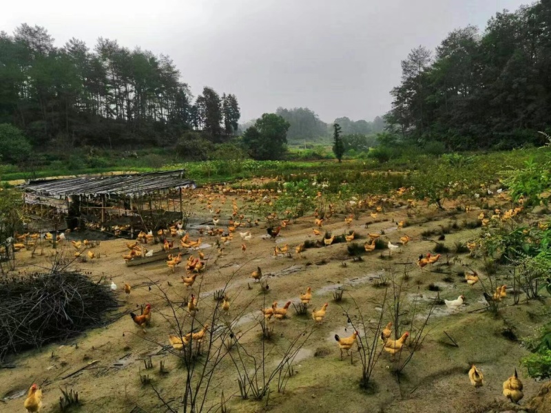【土鸡】农家养殖土鸡质量保证肉质紧实量大优惠欢迎订购