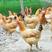 【土鸡】农家养殖土鸡质量保证肉质紧实量大优惠欢迎订购