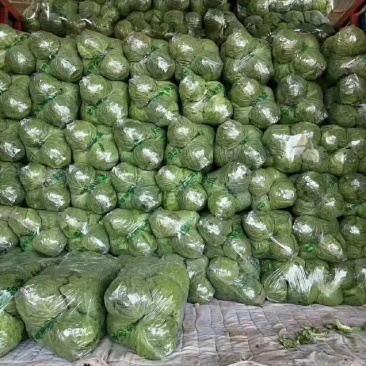 精品京丰1号甘蓝，产地直发，保质保量，欢迎老板选购